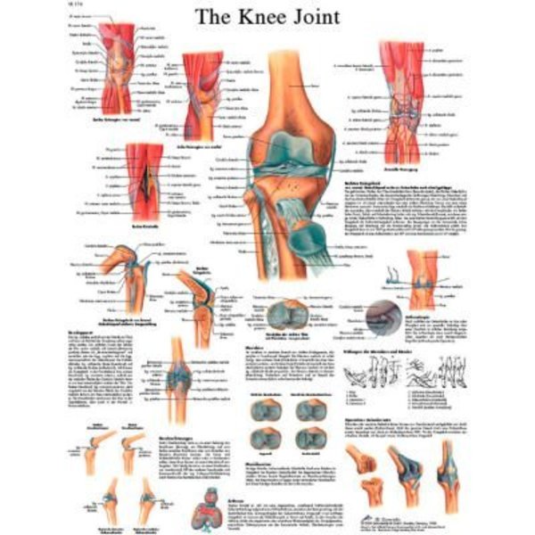 Fabrication Enterprises 3B® Anatomical Chart - Knee Joint, Paper 12-4611P